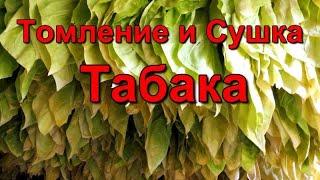 Сушка  - Томление и Выжелчивание Табака .