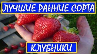 ЛУЧШИЕ РАННИЕ СОРТА КЛУБНИКИ || САМЫЙ ВЫГОДНЫЙ СОРТ КЛУБНИКИ