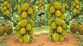 Jackfruit agriculture technology | grow Jackfruit tree faster with these simple tips
