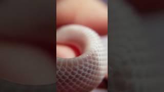 Blizzard Corn Snake's scales Macro video(HD)