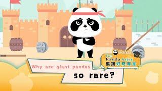 【Fun Panda Facts】Why Are Giant Pandas So Rare? | iPanda