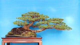 Masahiko Kimura creates a Bonsai