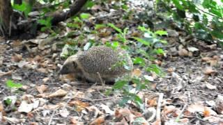 Hedgehog nest 5