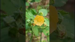 Sida cordifolia (Malvaceae family) #trending #nature #forest #flower #forests #garden #gardening