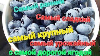 САМЫЙ, САМЫЙ популярный СОРТ ГОЛУБИКИ