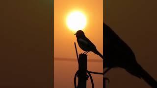 beautiful birds chirping in the morning #shorts #birds