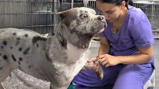 When Brave DOGS Go to the VET... to SAVE Another Life ️Funniest Reaction