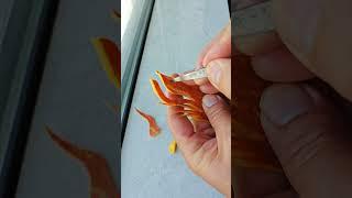 Knife skills #fruit and vegetable shaping #fruit and vegetable carving Cutting design Skills#