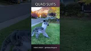 Rarest Type of Fursuit