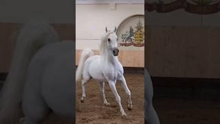 Arabian Stallion!! 