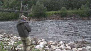 Atlantic salmon - Fly fishing in Gaula - Bridgepool