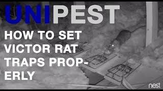 How to Set a Rat Trap Like a Professional - Santa Clarita Rat and Rodent Control