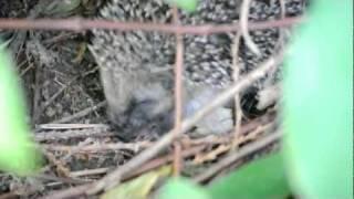 Hedgehog nest 2
