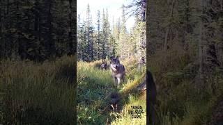 Yukon wildlife: Pair of wolves