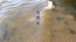 忘情水
