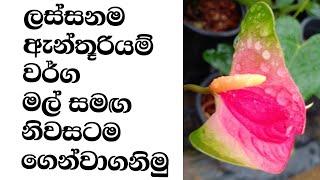 ඇන්තූරියම් වර්ග හදුනාගෙන මිලදී ගනිමු | anthurium varieties | anthurium plants | anthurium wagawa