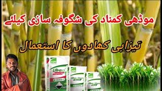 Acid fertilizers for sugarcane crop to get maximum production|| jutt Agri tips