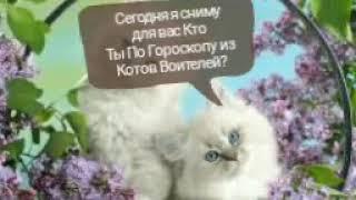 Кто ты по Гороскопу из Котов Воителей?(Девочки)