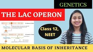 The Lac Operon | Class 12 Genetics | Molecular Basis of Inheritance