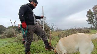 Capitozzatura di un Ulivo Selvatico con Sega a Gattuccio HYCHIKA 18V – Test su Terreno Abbandonato!