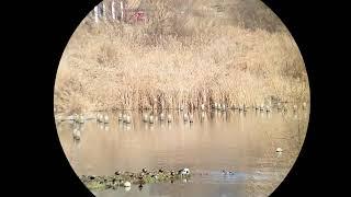 Opticron HR WP 8x42