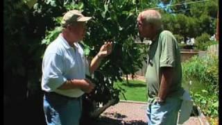 How To Grow A Fig Tree In Southern New Mexico