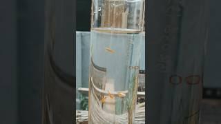 Molly Fish #fishhobbies #guppy #publicaquarium #mollyfish  #guppyfish #freshwaterfish #aquariumfish