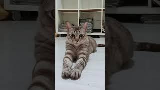 埃及猫