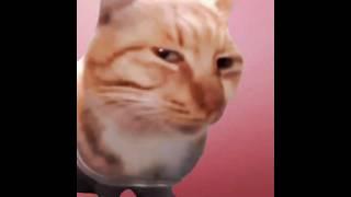 Invincible Cats Variants || #capcut #edit #anime #memes #meme #cat