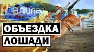 Галилео  Как приручить лошадь? [Horses dressage]