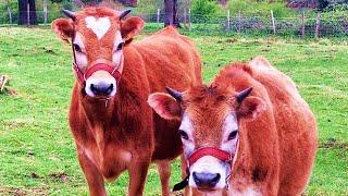 On a adopté 2 vaches jersiaises ! Quels critères pour une vache en autonomie ?