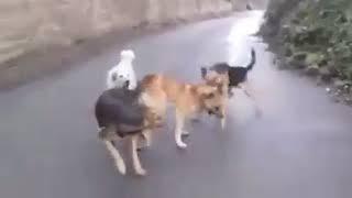 Video bokep kepergok lagi mesum