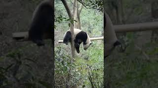 #panda #short #trending  520 #tiktok #Douyin #hottrend #shorts #youtubeshort #pandatiktok