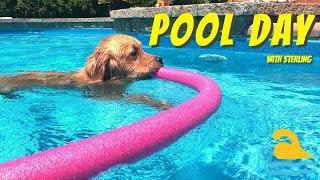 Dog Enjoys Pool Day | Sterling Newton