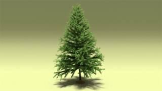 Pine Tree Blender 3D Model Free Download