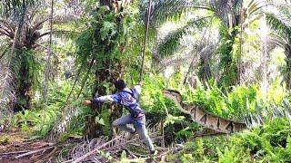 Kemunculan Ular Piton Yang Tak Terduga Bikin Jantungan.! Panen Sawit Disini Seperti Uji Nyali