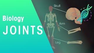 Joints | Physiology | Biology | FuseSchool