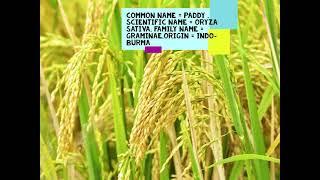 PADDY(ORYZA SATIVA)#paddy #rice #thegreenworldstudy