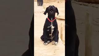 Baby Dog  Barking Sound 21  #shorts #dogsound #puppysounds #dogvoice #barking