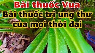 Bài thuốc Vua…PHAN HẢI Channel