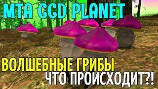 MTA CCD PLANET - ВОЛШЕБНЫЕ ГРИБЫ, ЧТО ПРОИСХОДИТ?!#97