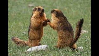 long-tailed marmot (Marmota caudata) or golden marmot