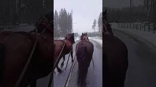 Mountains Scout Horse Drawn Sleigh Ride | Winter travel #shorts