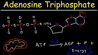 ATP - Adenosine Triphosphate - Cell Energy