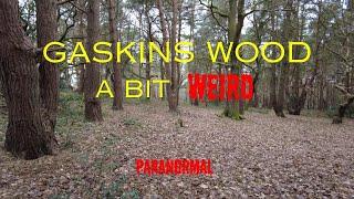 Gaskins Wood #hauntedforest #paranormal #ghosthunting