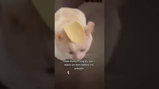 Cat or pringles #cats #funnyanimals #viral #shorts