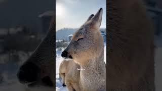 Roe deer #cute #animals