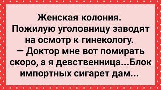 Пожилая Девственница в Женской Колонии! Сборник Свежих Анекдотов! Юмор!