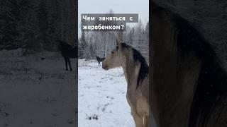 ЗАНЯТИЯ С ЖЕРЕБЕНКОМ #лошади #horses #equestrian #жеребята#horsemanship #foal #верховая_езда#любовь