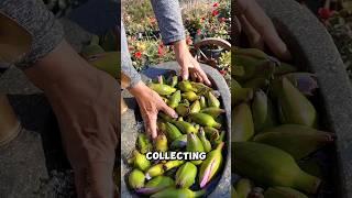 Processing Lotus Buds #shorts